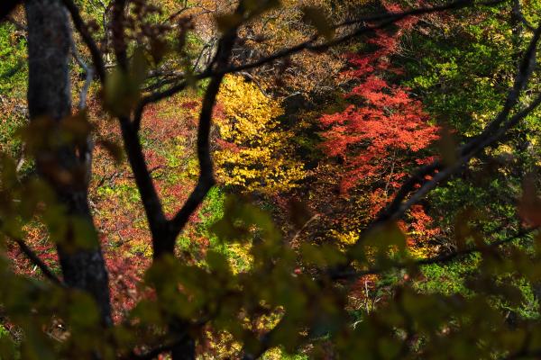 紅葉