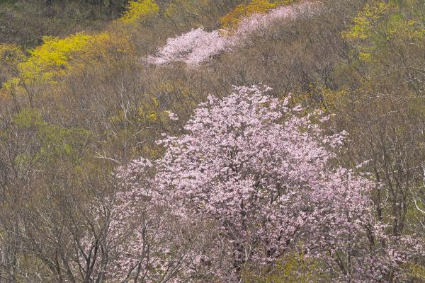 山桜