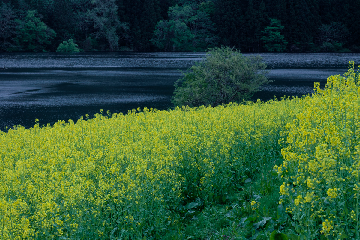 北竜湖の菜の花