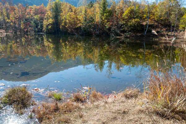 池のほとりの紅葉(10月下旬)