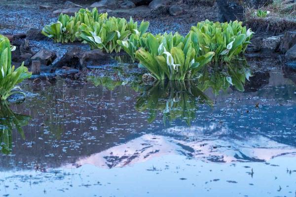 偲ぶの池のミズバショウと水鏡に映る乗鞍岳(5月中旬)