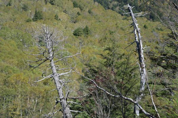 木の間から横湯川を挟んだ向こう側