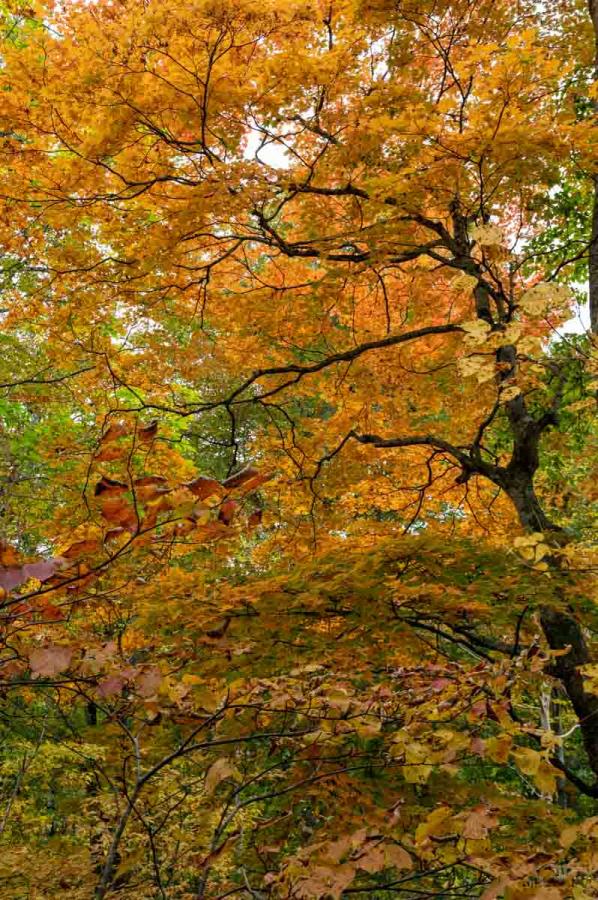 紅葉