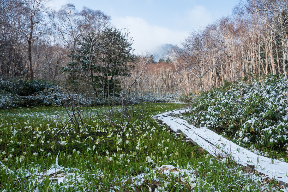 ミズバショウと雪。5月上旬。