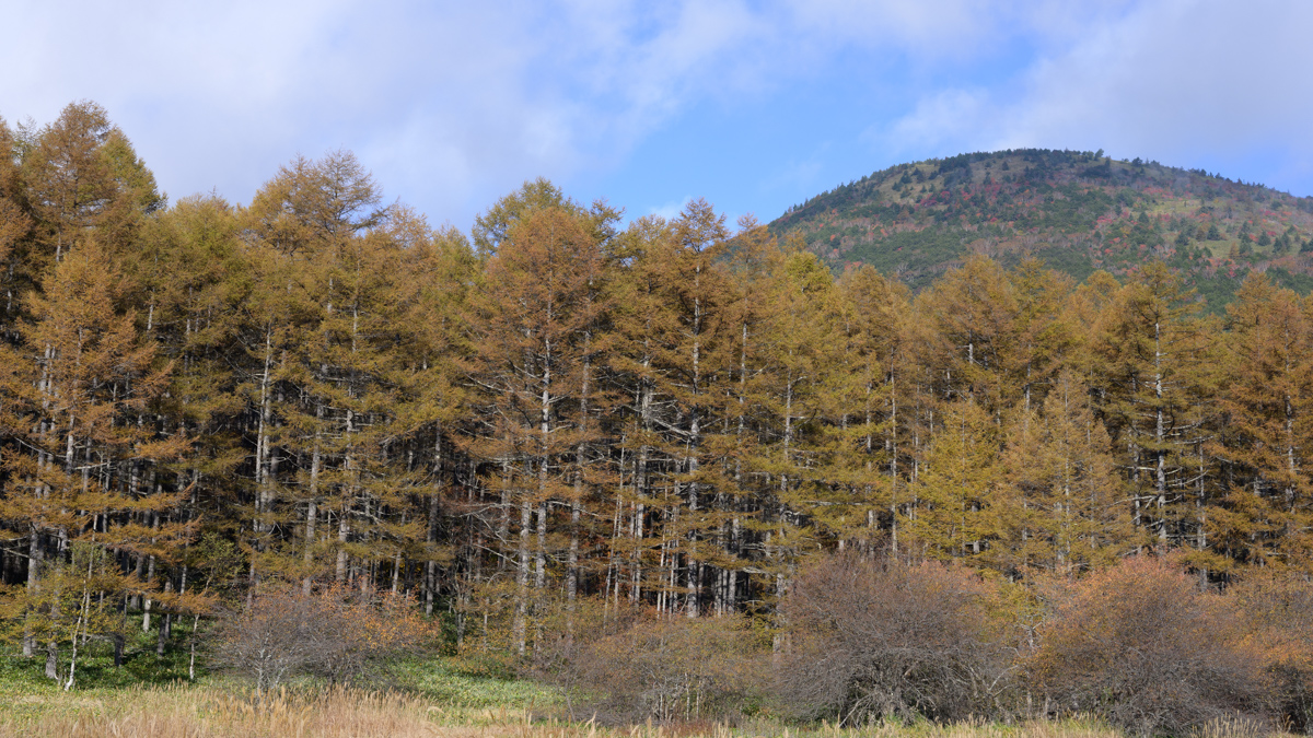 湯の丸高原の紅葉: 「臼窪湿原」から「つつじ平」のカラマツ林