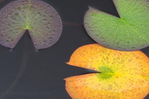 ヒツジグサ