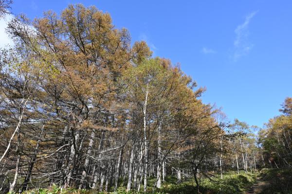 湯の丸高原  中分岐から鐘分岐 明るいトレッキングコース