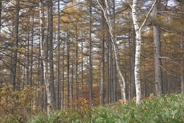 湯の丸高原  中分岐から鐘分岐 林床に低木の紅葉