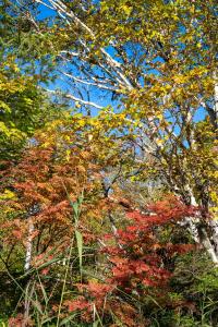 池の東側の紅葉