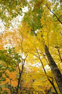 木々の紅葉