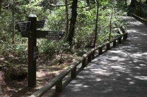 「原生林の径」との分岐