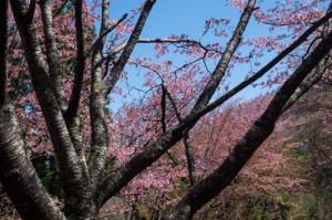 奈川の御殿桜