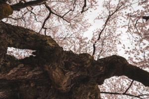 原田の桜