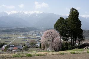 吉瀬のしだれ桜