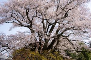 安富桜(長姫のエドヒガン)