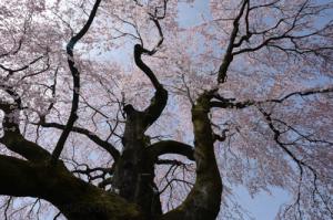 黄梅院の紅しだれ桜