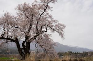 新田原の桜
