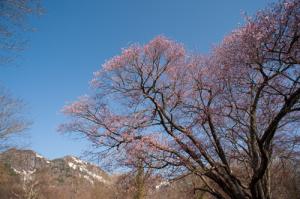 五地蔵桜