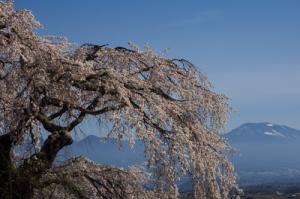 関所破りの桜