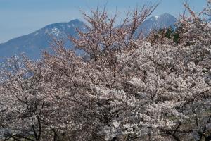 平尾山公園
