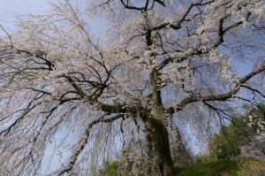 麻績の里 石塚桜