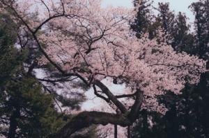 愛宕神社の清秀桜