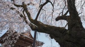 阿弥陀寺のシダレザクラ