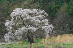 大しだれ桜(安曇野市)
