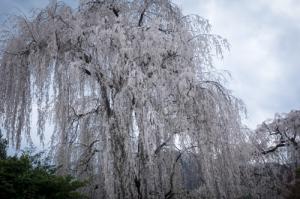田多井の桜