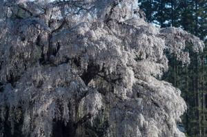 三郷小倉の桜(安曇野市)