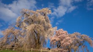 勝間薬師堂のしだれ桜