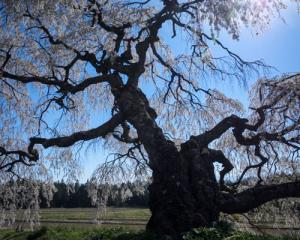 宮の原のしだれ桜(伊那市)