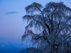 水中の枝垂れ桜