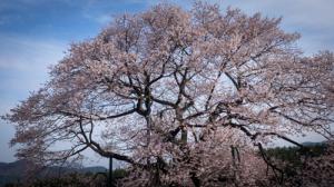 黒部のエドヒガン桜