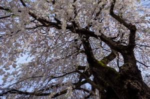 中塩の彼岸しだれ