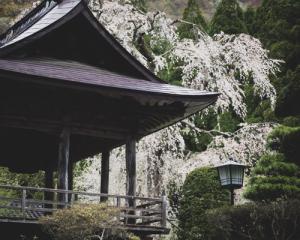 長妙寺の彼岸しだれ
