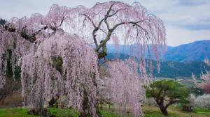 弁天さんのしだれ桜
