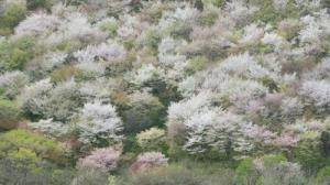 須坂市井上の桜