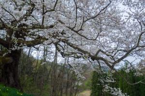 立屋の桜