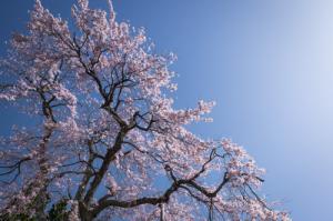 徹然桜
