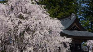 長谷寺の桜