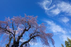 貞麟寺の枝垂れ桜